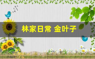 林家日常 金叶子